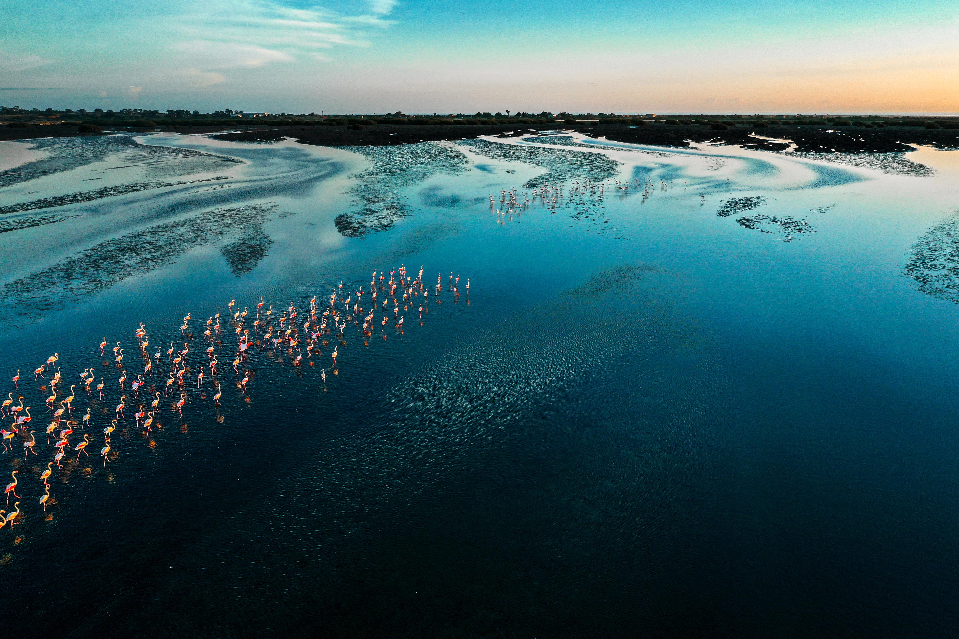 Environment Ocean Birds